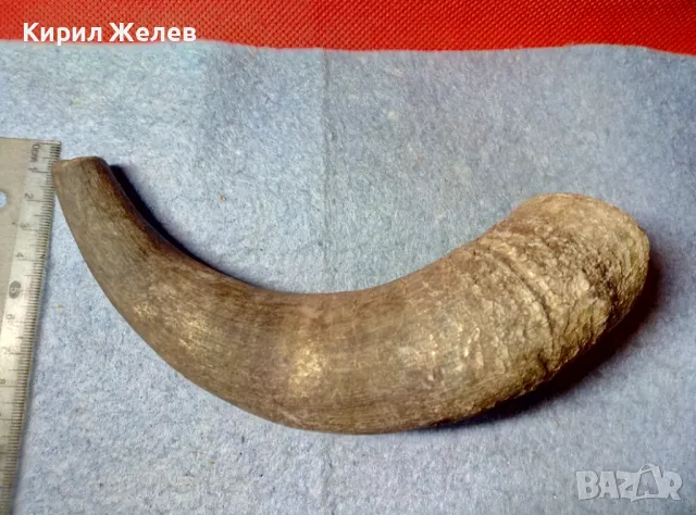 Стар БИВОЛСКИ ГОВЕЖДИ РОГ За КОЛЕКЦИЯ ТЕМАТИЧНА ДЕКОРАЦИЯ 47838, снимка 6 - Колекции - 47971717