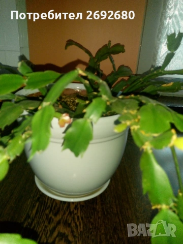 Коледничета,кливия,исусов венец, кротон, сенсевиера,хибискус , снимка 16 - Стайни растения - 42021101