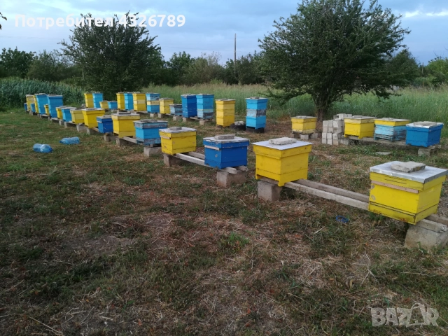 Пчелни кошери, снимка 2 - За пчели - 52003834
