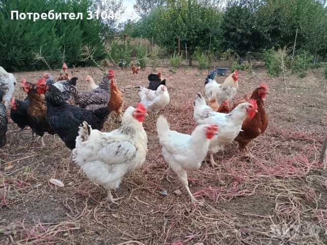 Кокошки, снимка 9 - други­ - 51939883