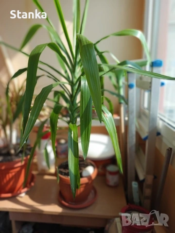 Цветя, снимка 3 - Саксии и кашпи - 51511684