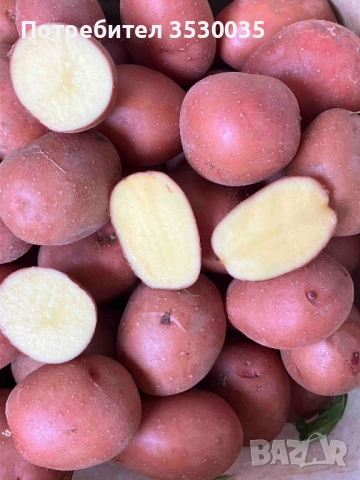 Картоф за семе Камел клас Б 