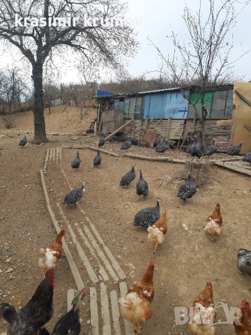 оплодени яйца от токачки , снимка 4 - За птици - 40391838