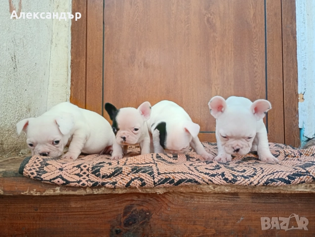 Френски булдог кученца , снимка 4 - Френски булдог - 52862844