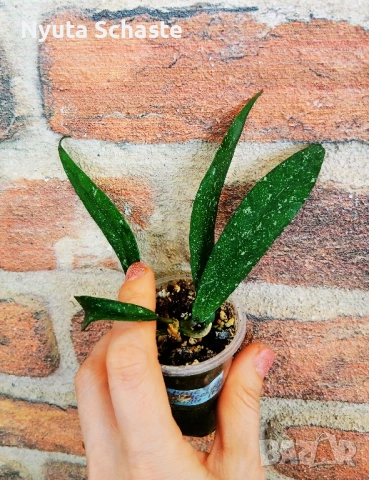 Хоя. Hoya Scortechinii UT-001, снимка 2 - Стайни растения - 52117934