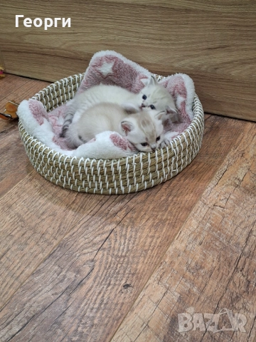 Британски късокосмести, снимка 5 - Британска късокосместа - 52717297