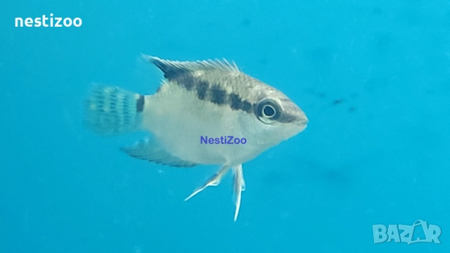 Мезоната Инсигнис