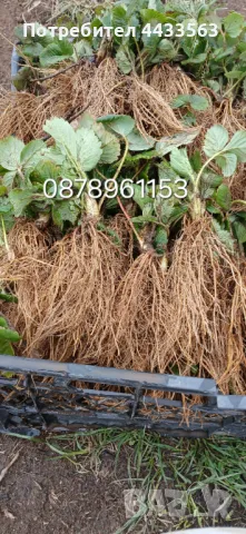 Целогодишни сортове  Расзад ягоди и манни , снимка 8 - Разсади - 49743611