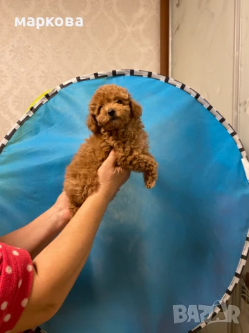 Зоомaгазин Роди, снимка 4 - Други - 50937174