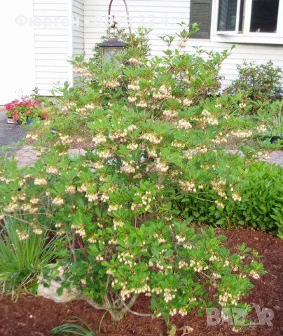 Енкиантус/ Enkianthus Campanulatus, снимка 3 - Разсади - 40935087