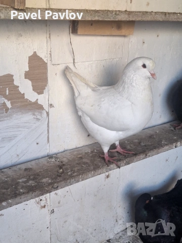 Гълъби кинг, снимка 2 - Гълъби - 53667065