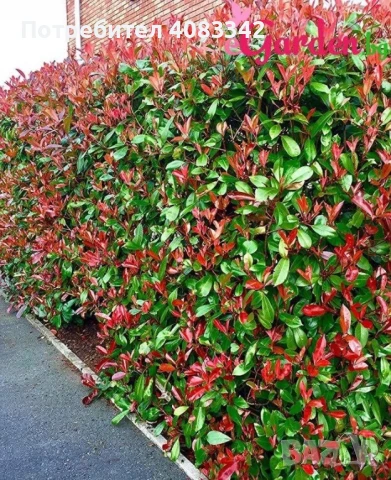  Фотиния Ред Робин, снимка 3 - Градински цветя и растения - 51370293