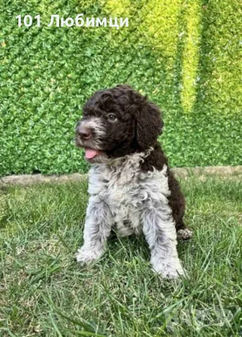 Лагото романьоло, снимка 2 - Други - 47462707