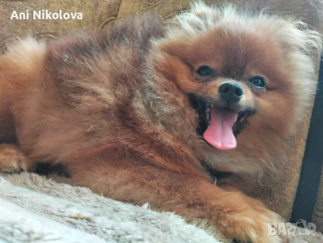 Померан Бо, снимка 11 - Померан - 49266572