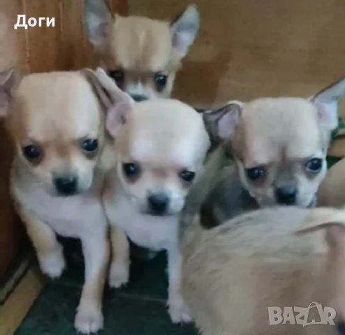 Продавам  Чихуахуа , снимка 1