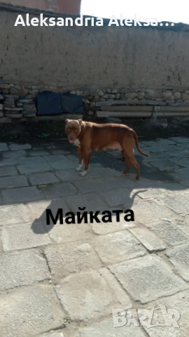 Продавам породисти питбулчета