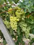 Продавам грозде Мерло,Памид и Брестовица, снимка 3