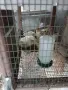  продавам пъдпъдъци с клетките, снимка 6