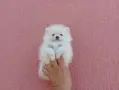Бяло момченце. Померанче., снимка 5