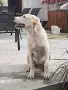 Алабай на 5 месеца , снимка 2