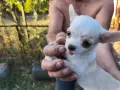 мини чихуа чихуа чихуа , снимка 1