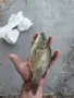 Риба зарибител амур и шаран, снимка 2