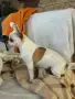 Продавам мини Чихуахуа, снимка 4