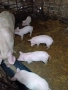 Продавам малки прасета, снимка 4