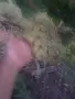 десертно грозде брестовица, снимка 5