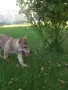 Чехословашки вълчак1, снимка 6