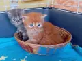 Сибирчета, сибирска котка, сибирски котенца, сибирско коте, хипоалергенни, рижи момчета, снимка 4
