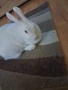 Подарявам декоративно зайче , снимка 5