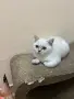Британска късокосместа, снимка 4