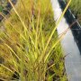 Мискантус Пурпурасценс, студоустойчива трева, снимка 14