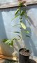 японска дюля , снимка 1 - Градински цветя и растения - 41752382
