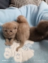 Прекрасни британски котета , снимка 5