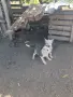 Западно сибирска Лайка, снимка 4
