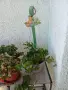 Цветарник, сакъзчета лилави, Индрише, алпийско мушкато червено, снимка 5