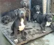 Американско Були Ххл American bully XXl , снимка 1