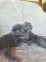 Британски дългокосмести котета , снимка 3