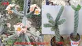 Градински студоустойчиви кактуси, снимка 9