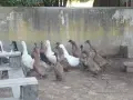 Патици Каки Кембъл, снимка 2