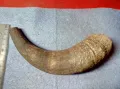Стар БИВОЛСКИ ГОВЕЖДИ РОГ За КОЛЕКЦИЯ ТЕМАТИЧНА ДЕКОРАЦИЯ 47838, снимка 6