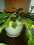 Коледничета,кливия,исусов венец, кротон, сенсевиера,хибискус , снимка 16