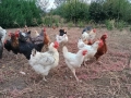 Кокошки, снимка 9