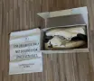 Golden Goose (ggdb) чисто нови маратонки, снимка 2