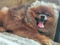 Померан Бо, снимка 11