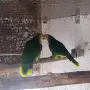 Свободна двойка синечела амазона, снимка 2