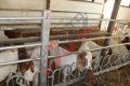 Хранителни решетки със заключващ механизъм за овце и кози, снимка 8