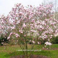 Магнолия Пинки,  Magnolia Pinkie, снимка 3 - Градински цветя и растения - 40173369